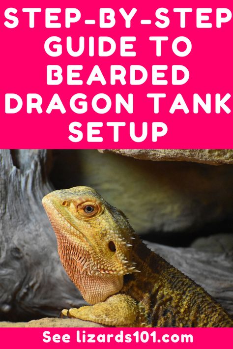 Bearded Dragon Habitat Setup, Bearded Dragon Cage Setup, Bearded Dragon Tank Set Up, Bearded Dragon Lighting Set Up, Baby Bearded Dragon Tank Setup, Bearded Dragon Terrarium Setup, Custom Bearded Dragon Enclosure, Bearded Dragon Tank Setup Ideas, Beared Dragon Cage Ideas Cute