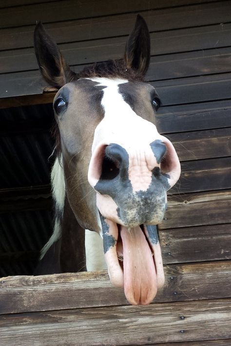 A Horse, White