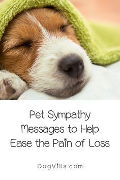 Poems For Dogs That Passed, Pet Grieve Quotes, Cards For Dogs Pet Loss, Cat Died Sorry Your, Sympathy For Dog Loss, Pet Sympathy Messages, Pet Dies Quotes Dogs, Sympathy Dog Cards, Dog Dies Sympathy Pet Loss