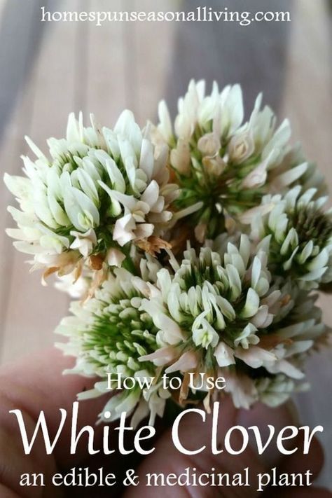 Make the most of common yard weeds by using white clover for food and medicine with these easy tips and recipes and still leaving plenty for the bees. Herbs For Colds, Medical Plants, Medicinal Wild Plants, Medicinal Weeds, Wild Food Foraging, Medicinal Herbs Garden, White Clover, Edible Wild Plants, Medical Herbs