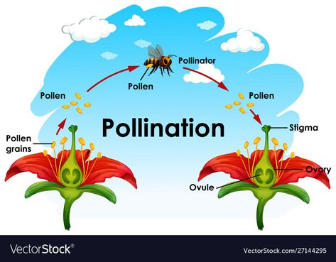 Pollination Diagram, Pollination Anchor Chart, Bee Pollination, Cross Pollination, Cross Pollination Flowers Diagram, Pollination Worksheet, Flower Diagram, Pollination Activities For Kids, Pollination Experiment