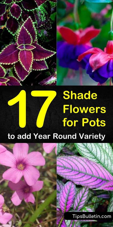 17 Shade Flowers for Pots to add Year Round Variety Shade Flowers For Pots, Potted Plants For Shade, Flowers For Pots, Shade Plants Container, Garden Front Yard, Perennial Flower, Patio Flowers, Shade Garden Plants, Garden Plant Pots