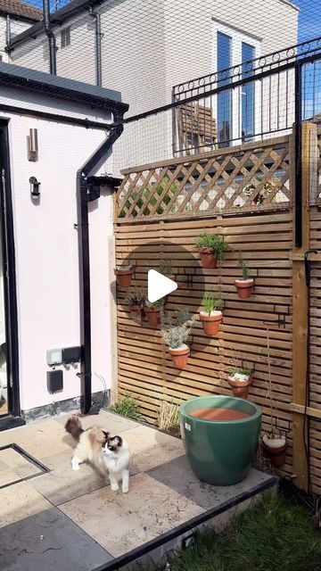 ProtectaPet on Instagram: "Creating a Giant Catio over the Entire Garden for the Ultimate Cat Enclosure! 🪴😻 #catio #cats #catproofgarden" Cat Patio Enclosure, Cat Proof Garden, Catio Cats, Outside Cat Enclosure, Diy Cat Enclosure, Cat Proofing, Cat Enclosure, Small Cat, March 27