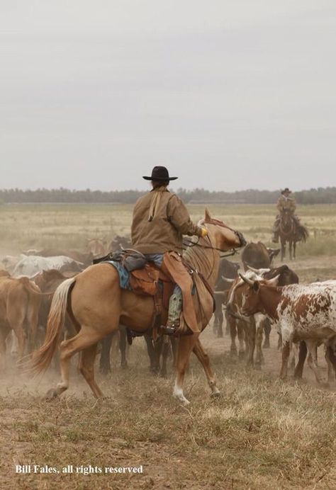 Cowboy Pictures, Cattle Drive, Real Cowboys, Wilde Westen, Into The West, Cowboy Girl, Cowgirl And Horse, Cattle Ranching, Cowboy Horse