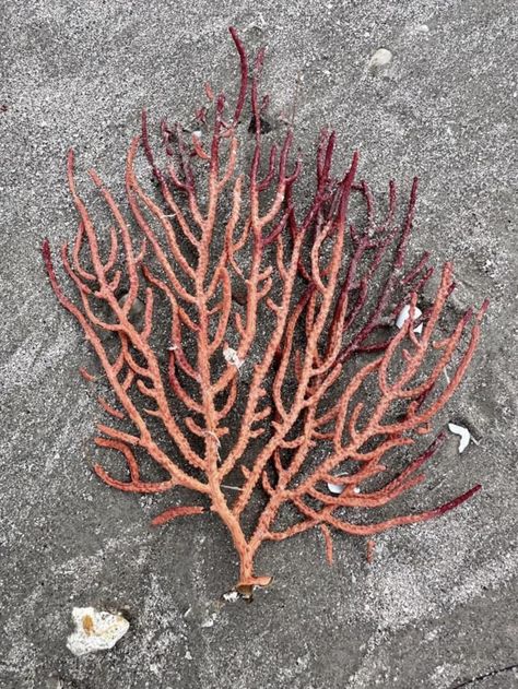 Sea fan soft coral.  Photo credit:  Harte Research Institute for Gulf of Mexico Studies. Fan Coral Tattoo, Coral Tattoo, Dusty Coral, Fan Coral, Sea Fan, Coral Sea, Time And Tide, Soft Coral, Sea Coral