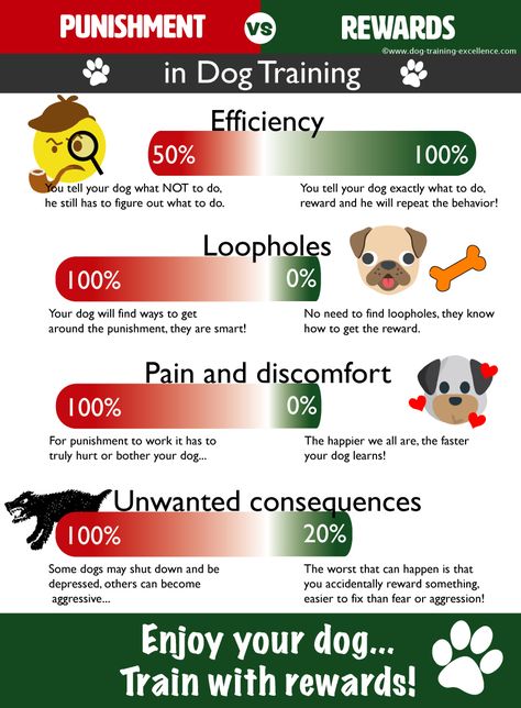 Dog Boarding Ideas, Train A Dog, Positive Dog Training, Bernedoodle Puppy, Potty Train, Dog Training Advice, Puppy Training Tips, Train Your Dog, Dog Facts