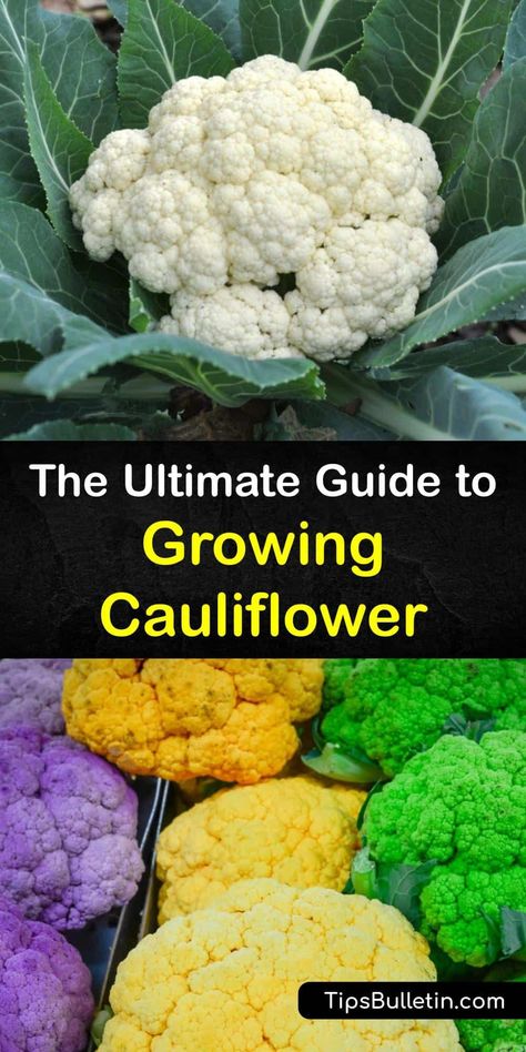 Planting Cauliflower, Growing Cauliflower Raised Beds, Grow Cauliflower, Cauliflower Health Benefits, Cauliflower Nutrition Facts, Growing Cauliflower, Cauliflower Plant, Vegetable Benefits, Biennial Plants