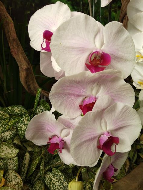 Pink and white orchid in the garden. Flower, orchids , #SPONSORED, #orchid, #white, #Pink, #orchids, #Flower #ad Pink And White Orchids, Pink Moth, Cute Designs To Draw, Orchid White, Moth Orchid, Orchids Garden, White Florals, Pink Orchids, White Orchids