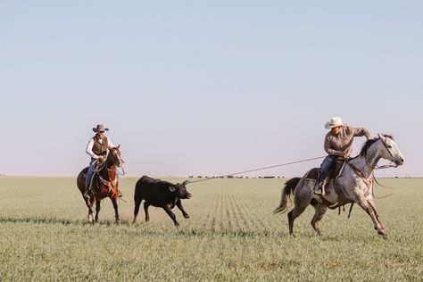 Cattlepunk Aesthetic, Bull Rider Aesthetic, Oklahoma Aesthetic, Gothic Western, Herding Cattle, Texas Panhandle, Texas Western, Cowboy Ranch, American Cowboy