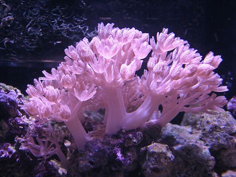 Kristina Webb, Ocean Plants, Marine Tank, Fauna Marina, Aquarium Terrarium, Sea Anemone, Saltwater Tank, Soft Coral, Beautiful Sea Creatures