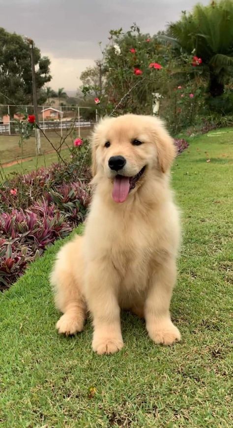 Perros Golden Retriever, Golden Retriever Baby, Golden Retriever Funny, Cute Dogs Images, Really Cute Puppies, Golden Puppy, Cute Small Animals, A Golden Retriever, Cute Animals Puppies