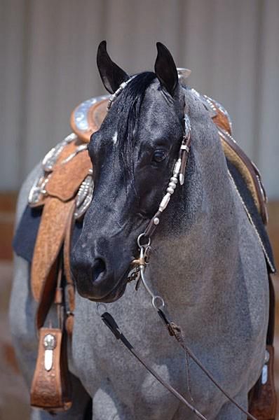 'This is" My Final Notice"..a Quarter Horse with the Blue Roan colouring, he lives at Riverside Ranch..such a beauty' Paint Horse, Blue Roan, Quarter Horses, American Quarter Horse, Western Pleasure, Western Riding, All The Pretty Horses, Horse Crazy, Clydesdale