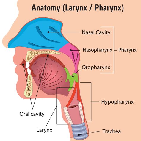 Pharynx Anatomy, Larynx Anatomy, Anatomy Head, Human Heart Anatomy, Head Illustration, Basic Anatomy And Physiology, Heart Anatomy, Medical Photos, Nursing School Notes