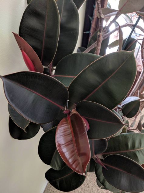 Ficus Burgundy: All you need to know about the Burgundy Rubber Tree Rubber Tree Plant, Ficus Elastica, Rubber Plant, Rubber Tree, Plant Decor Indoor, Starter Plants, Red Leaves, Ornamental Plants, House Plants Indoor