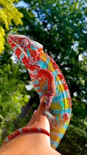 Aesthetic Chameleon, Lizard Art, Panther Chameleon, Tattoo Nature, Chameleon Color, Amazing Animal Pictures, Cute Reptiles, Chameleons, Unusual Animals