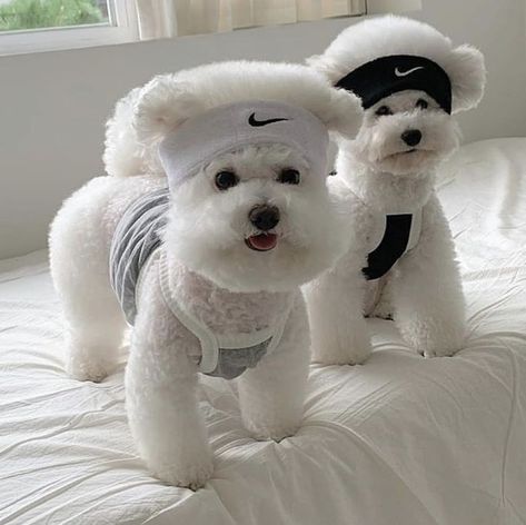 Bichon Dog, Bichon Frise Puppy, Pet Lizards, Bichon Frise Dogs, Cute Reptiles, 강아지 그림, Very Cute Dogs, Animal Species, Cute Pet