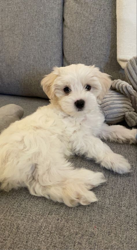 Teddy 9weeks after his bath and blow dry ♥️ White Maltipoo Puppy, White Maltipoo, Maltipoo Puppy White, White Labradoodle, White Toy Poodle Aesthetic, Maltipoo Puppy Black And White, Small White Dog Aesthetic, White Fluffy Dog, Cute White Dogs