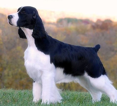 Aria English Springer Spaniels English Springer Spaniel Puppy, English Dogs, Springer Spaniel Puppies, Black Labrador Dog, Tattoos For Dog Lovers, Akc Breeds, Disabled Dog, Springer Spaniels, Dog Grooming Business