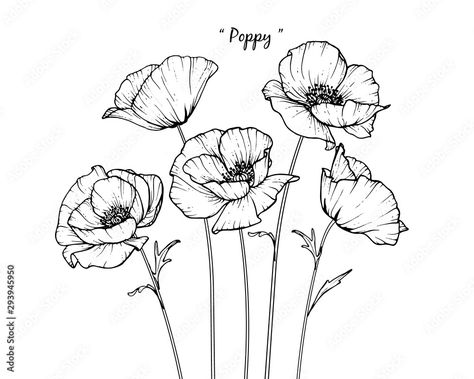 Poppy Flower Drawing, Fine Line Drawing, Flower Line Drawing, Poppy Flower Tattoo, Poppy Drawing, Poppies Tattoo, Flower Line Drawings, White Backgrounds, Flower Art Drawing