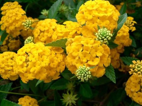 10 Beautiful Types of Yellow Flowers for Your Backyard Garden Hydrangea, Hydrangea Seeds, Hydrangea Potted, Yellow Hydrangea, Tattoo Plant, Perennial Flower, Hydrangea Bush, Yellow Wedding Flowers, Bonsai Flower