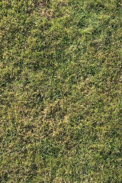 Grass textures for creating realistic landscapes. 40 high-resolution options available in a variety of,#Grass_Texture_Seamless #Architecture_Rendering_Photoshop #Grass_Photoshop #Grass_Seamless Grass Texture Seamless, Grass Texture, Healthy Supper Recipes, Photoshop Resources, Lawn Equipment, Tone Control, Free Textures, Photoshop Textures, Abstract Iphone Wallpaper