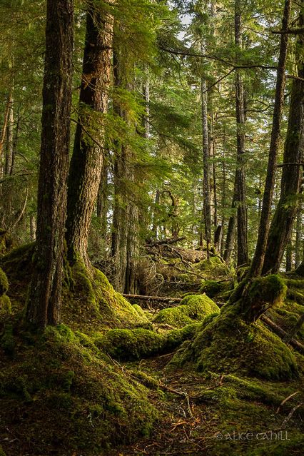 Temperate Rainforest | We took one trip onshore to visit the… | Flickr Lush Forest Aesthetic, Frog Sanctuary, Ivan Painting, Rain Forest Aesthetic, Normal Aesthetic, Forest Scape, Temperate Deciduous Forest, Rainforest Biome, Southeast Alaska