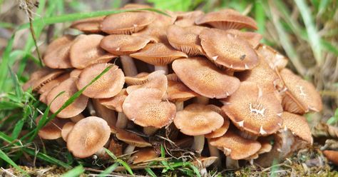 How to Cook Honey Mushrooms Like a Master Chef - Foraged - Foraged Honey Mushrooms, Honey Mushroom, Honey Benefits, Edible Mushrooms, Food System, Mouth Watering Food, Art Of Cooking, Sustainable Food, Master Chef