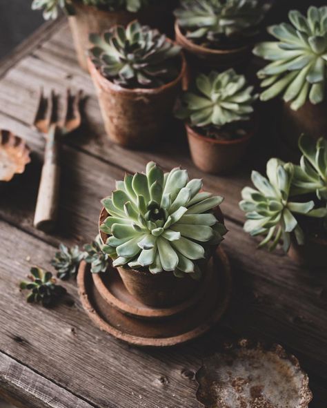 Potted Plant Photography, Succulent Aesthetic, Succulents Aesthetic, Hygge Box, Mothers Day Baskets, Still Life Photos, Plant Decor Indoor, Plant Photography, Plant Aesthetic