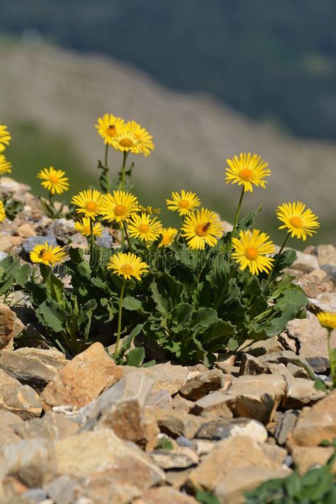 Arnica Montana (Doronicum Grandiflorum). Found in the Swiss alps #Sponsored , #PAID, #Ad, #Montana, #alps, #Swiss, #Arnica Swiss Flowers, Mountain Flowers, Arnica Montana, Plant List, Swiss Alps, Design Course, Illustration Artwork, Artwork Design, Ritual