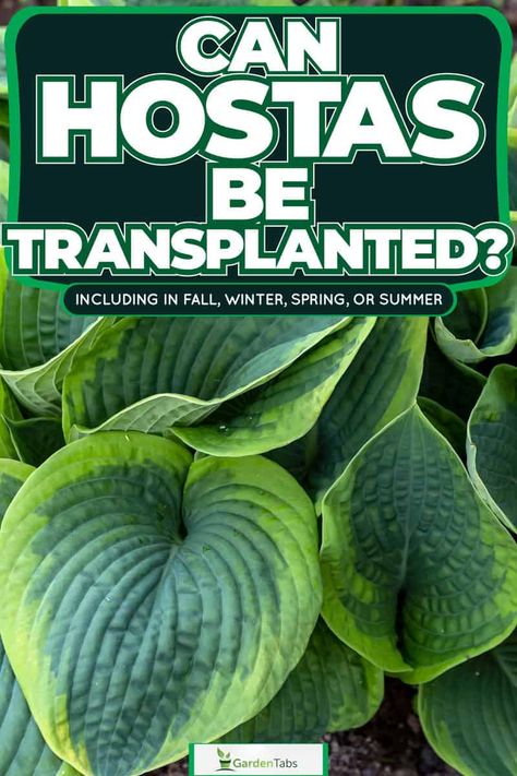 Can Hostas Be Transplanted? [Inc. In Fall, Winter, Spring, Or Summer] Transplanting Hostas, Transplant Hostas, Hosta Care, Shade Loving Perennials, Hawthorn Tree, Hosta Gardens, Yucca Plant, Hosta Plants, Creeping Jenny