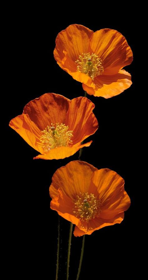 Welsh Poppies, Dark Flowers, Beautiful Flowers Wallpapers, Arte Inspo, Alam Yang Indah, Arte Floral, Poppy Flower, Flower Photos, Flower Pictures