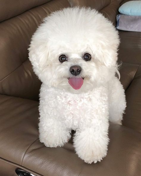 Bishon Puppies, Cutest Small Dog Breeds, Bichon Dog, Poddle, Bichon Frise Puppy, Cute Small Dogs, Dog Haircuts, Bichon Frise Dogs, Super Cute Puppies