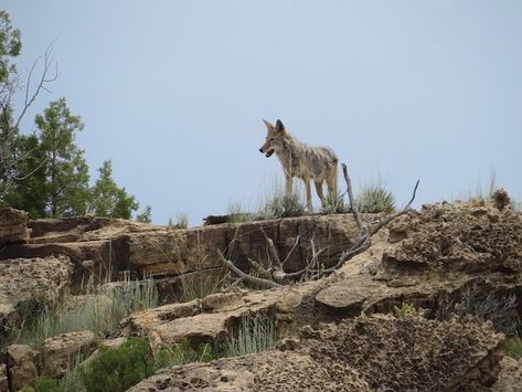 White Coyote, What Animal Are You, Cat Fence, Coyote Hunting, Deer Hunting Blinds, Pheasant Hunting, Bowfishing, Hunting Blinds, Elk Hunting