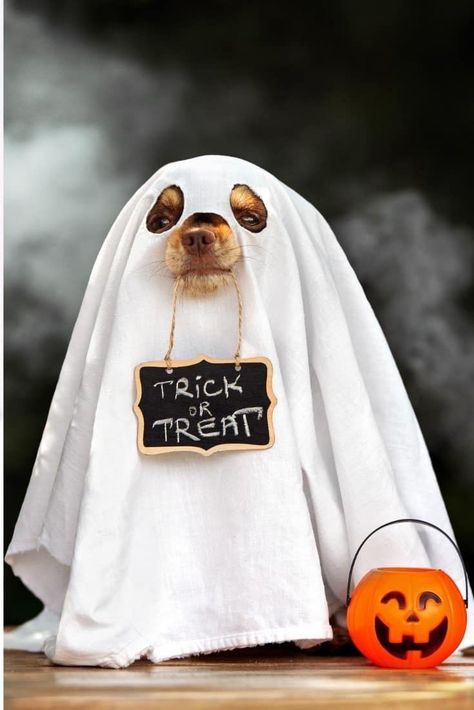 Dog Ghost Costume, Best Dog Halloween Costumes, Puppy Halloween Costumes, Halloween Puppy, Animal Photoshoot, Classic Halloween Costumes, Hallowen Costume, Dog Photoshoot, Ghost Dog