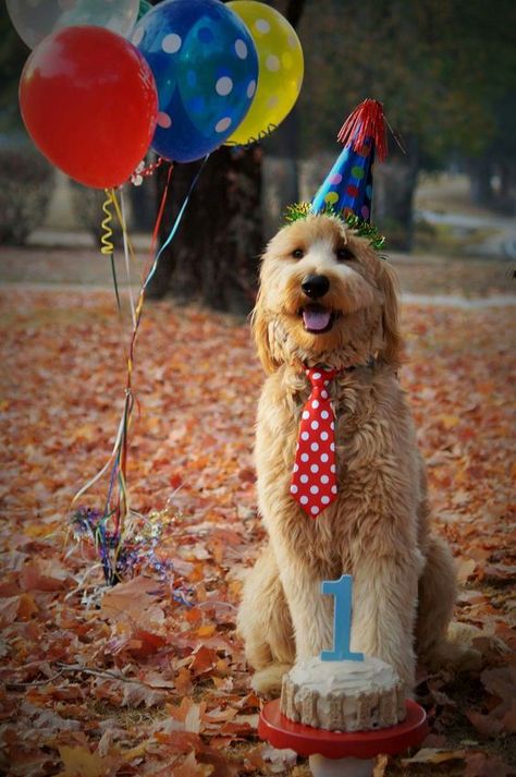 Dog Birthday Photoshoot, Dog Birthday Pictures, Doggie Cake, Dog 1st Birthday, Dog First Birthday, Puppy Birthday Parties, Dog Birthday Cake, Happy 1st Birthday, Cutest Dog Ever