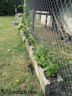 Chicken Coop Garden, Backyard Chicken Coop Plans, Diy Chicken Coop Plans, Backyard Chicken Farming, Coop Design, Raising Backyard Chickens, Chicken Coop Designs, Chicken Garden, Building A Chicken Coop