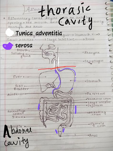 In this diagram i am trying to exaplain about the outer layers which cover the alimentary canal.The red part indicates diaphragm.Diaphragm is layer which divides thoracic cavity and abdonal cavity. Alimentary canal pass by making hole in diaphragm.Above diaphragm alimentary canal(oesophagus)is covered with white fibre called as Tunica adventitia which White Similarly,below diaphragm whole parts of alimentary canal is covered with epithelium called as serosa which is indicated with purple colour Digestion And Absorption, Sigmoid Colon, Cavities