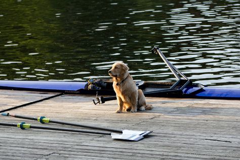 Row2k Rowing Photography, Rowing Quotes, Rowing Crew, Gym Equipment Workout, Row Row Your Boat, Golden Retriever Puppy, Rowing, Workout Gear, No Equipment Workout