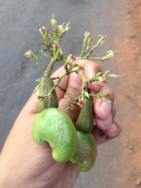 Cashew Tree, Plant Kitchen, Garden Crafts Diy, Tropical Fruits, Garden Pool, Growing Tree, Garden Crafts, Kitchen Home, Planting Seeds