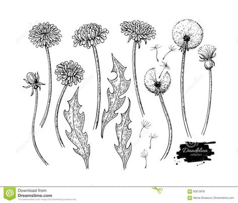 Dandelion Drawing, Dandelion Art, Dandelion Tattoo, Monster Book Of Monsters, Flower Vector, Leaf Illustration, 카드 디자인, Dandelion Flower, Leaves Vector