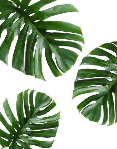 Leaf Artwork, Free Wall Art, Green Wall Decor, Tropical Home Decor, Diy Artwork, Monstera Plant, Green Wall Art, Tropical Houses, Wallpapers Iphone