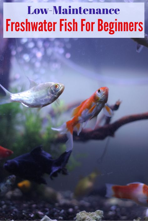 Best Fish For Aquarium, Low Maintenance Fish Tank, Beginner Fish Tank, Kids Aquarium, Fish For Beginners, Aquarium Set, Tropical Fish Tanks, Tropical Freshwater Fish, Indoor Water Garden