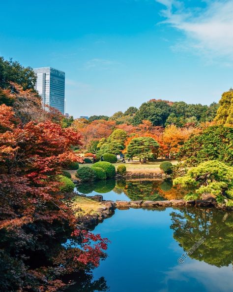 Shinjuku Gyoen Park in Tokyo, Japan 🍂 #shinjukugyoen #tokyopark #japantravel #beautifuldestinations #naturelovers #travelphotography #fallcolors #explorejapan #instatravel #visitjapan #wanderlust #japanesegarden #nature_perfection #parksinitsbeauty #japanpics #tokyolife #travelblogger #japanlover #natureescape #travelinspiration #japangram #serenitynow #landscapephotography #urbanparks #tokyophotography Tokyo Photography, Shinjuku Gyoen, Japan Bucket List, Serenity Now, Photos Travel, Visit Japan, Adventure Explore, Japanese Garden, Japan Travel