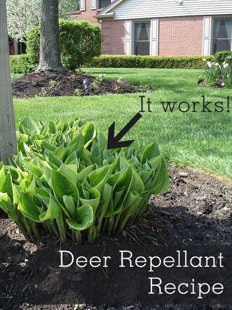 Homemade Deer Repellant, Deer Eating, Deer Repellent, Deer Resistant Garden, Deer Repellant, Garden Shade, Skimmed Milk, Deer Resistant Plants, Dish Detergent