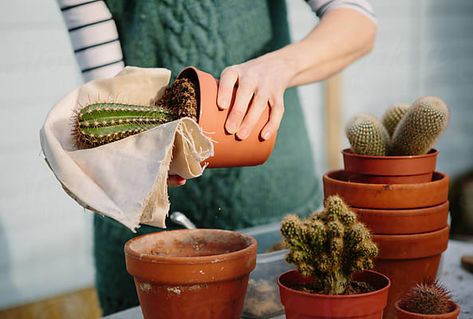 Dreamy Gardens, Get Outside, Cactus Plants, Indoor Plants, House Plants, Planter Pots, Cactus, Cottage, Sketch