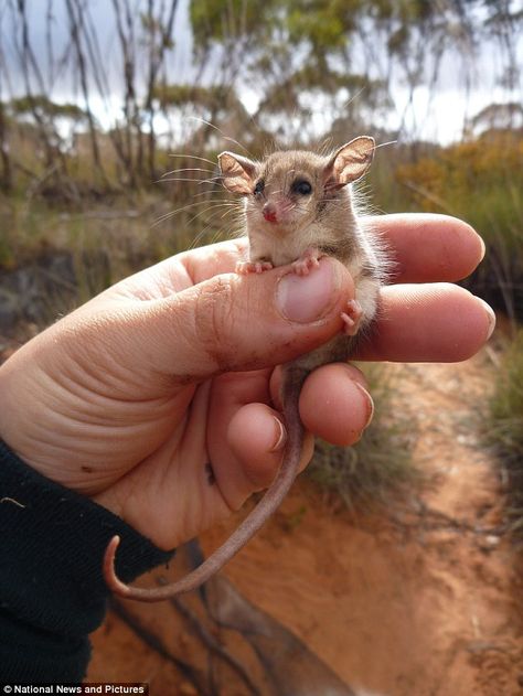 These adorable western pygmy possums weigh between 8 and 21 grams and spend most of their time in trees Pygmy Possum, Baby Opossum, Baby Possum, Cute Small Animals, Forest Creatures, Australian Animals, Cute Creatures, Funny Animal Pictures