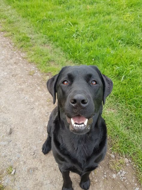 Labrador Black, Labrador Noir, Black Labrador Retriever, Lab Dogs, Black Labrador, Dog Sitting, Animal Companions, Dog Paintings, Dog Photos