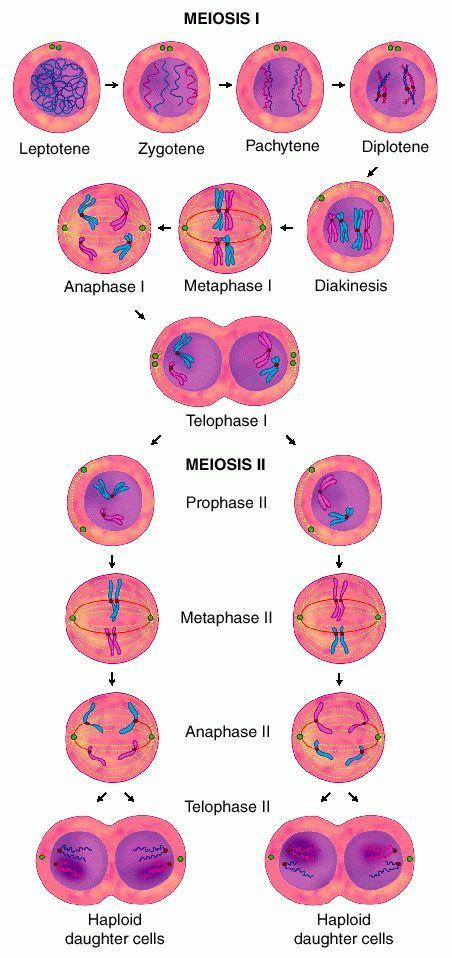 Cellular Reproduction, Mitosis And Meiosis, Biology Jokes, Cellular Biology, General Biology, Biology Major, Study Biology, Biology Classroom, Basic Anatomy And Physiology