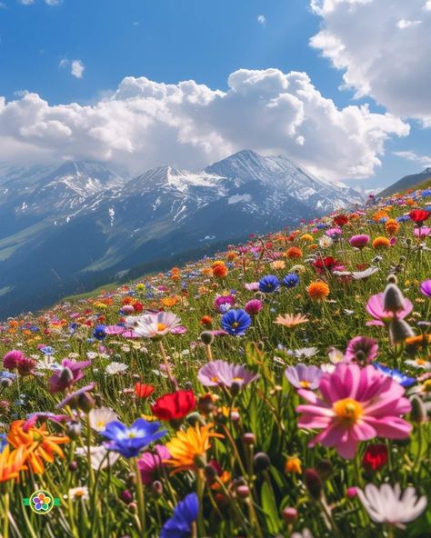 Colorado Flowers, Flower Valley, Colorado Wildflowers, Flower Types, Valley Of Flowers, Purple Poppies, Purple Wildflowers, Indian Paintbrush, Wildflower Garden