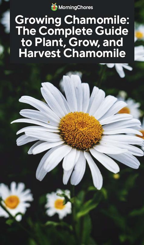 Growing Chamomile: The Complete Guide to Plant, Grow, and Harvest Chamomile Growing Chamomile, Chamomile Growing, Chamomile Plant, Herb Garden Design, Garden Journal, Wildflower Garden, Home Vegetable Garden, Organic Gardening Tips, Garden Pests